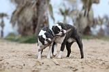 BOSTON TERRIER 413